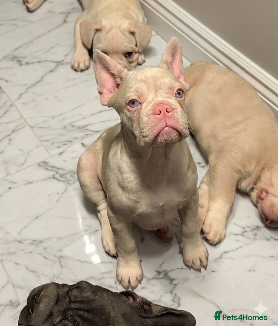 French Bulldog dogs ​🐾 Exceptional 12-Week-Old French Bulldog Boys!🐾 - Advert 1