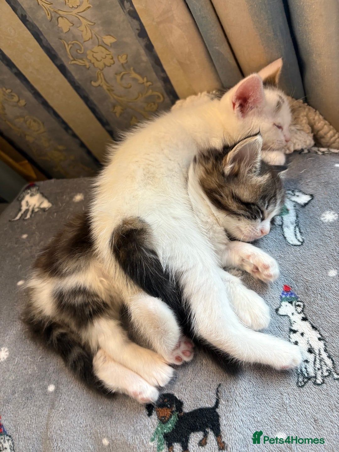 Mixed Breed cats for sale: Beautiful long and short haired kittens  - Advert 11