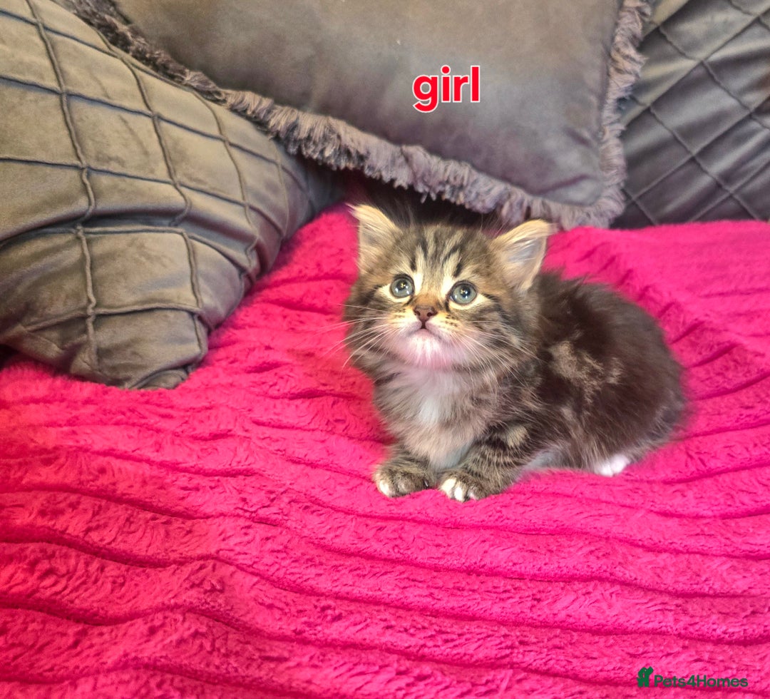 Siberian cats for sale: Adorable kittens Siberian mixt Maine Coon  - Image 4