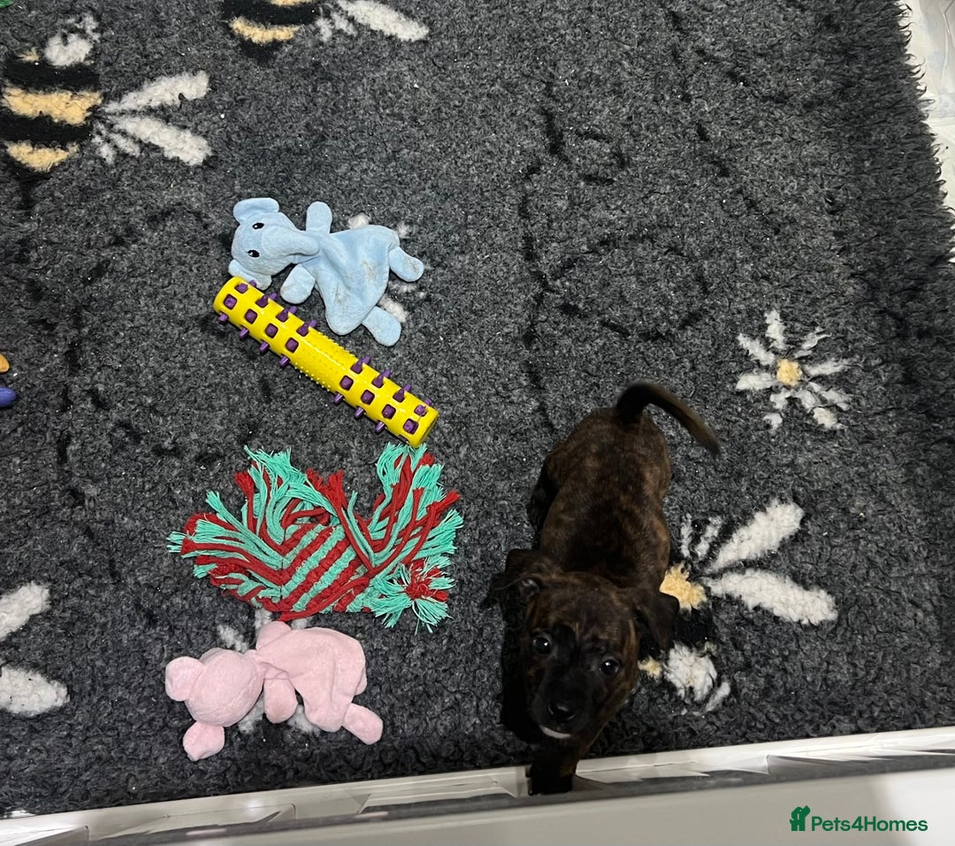 Staffordshire Bull Terrier dogs for sale: Brindle Stafford puppies 🐾🧡🖤 - Advert 4