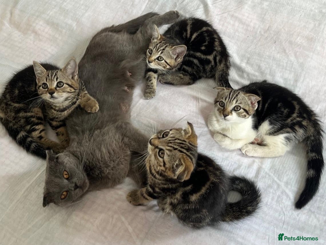 Scottish Fold cats Scottish Fold x American Wirehair Kittens - Advert 9