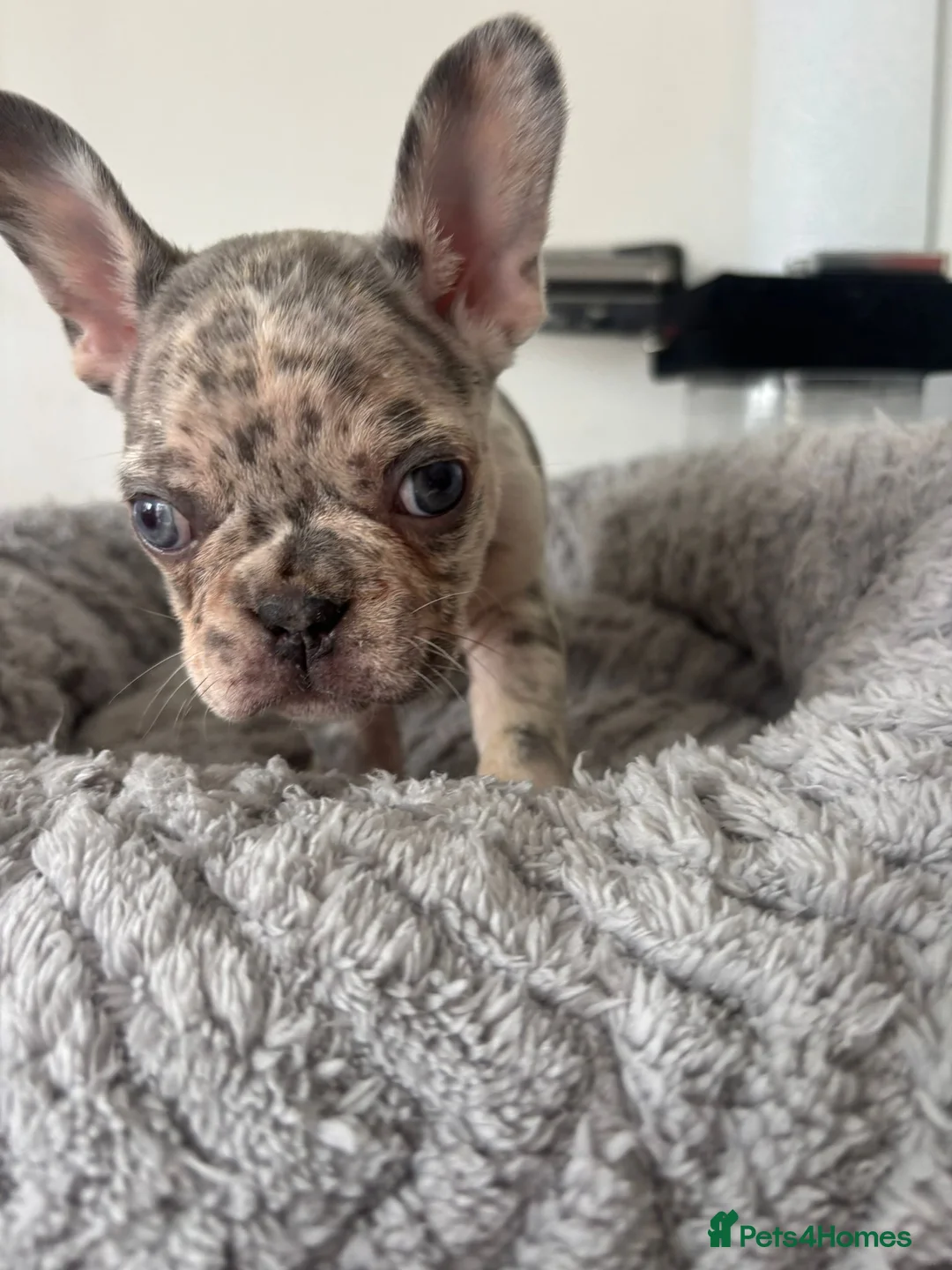 French Bulldog dogs for sale: French Bulldog  in Southend-on-Sea - Advert 14