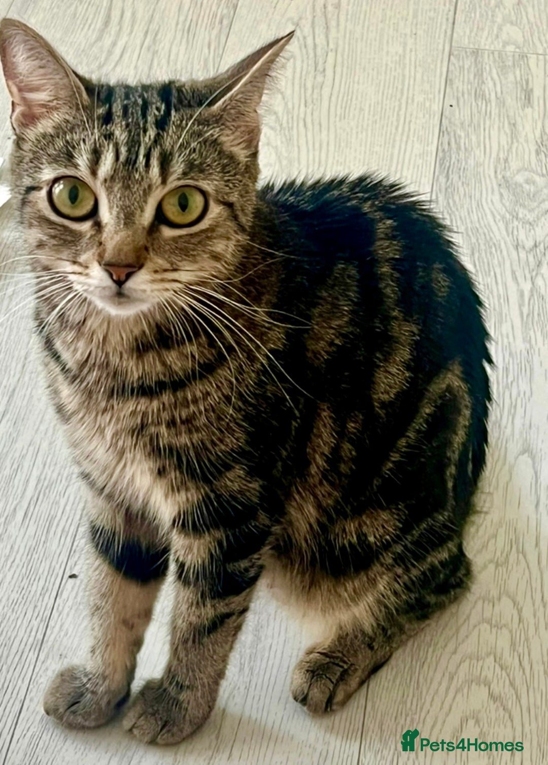 Mixed Breed cats for sale: Female cat looking for forever home  - Image 3