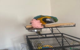 Macaws birds for sale: Blue and Gold Macaw - Image 3