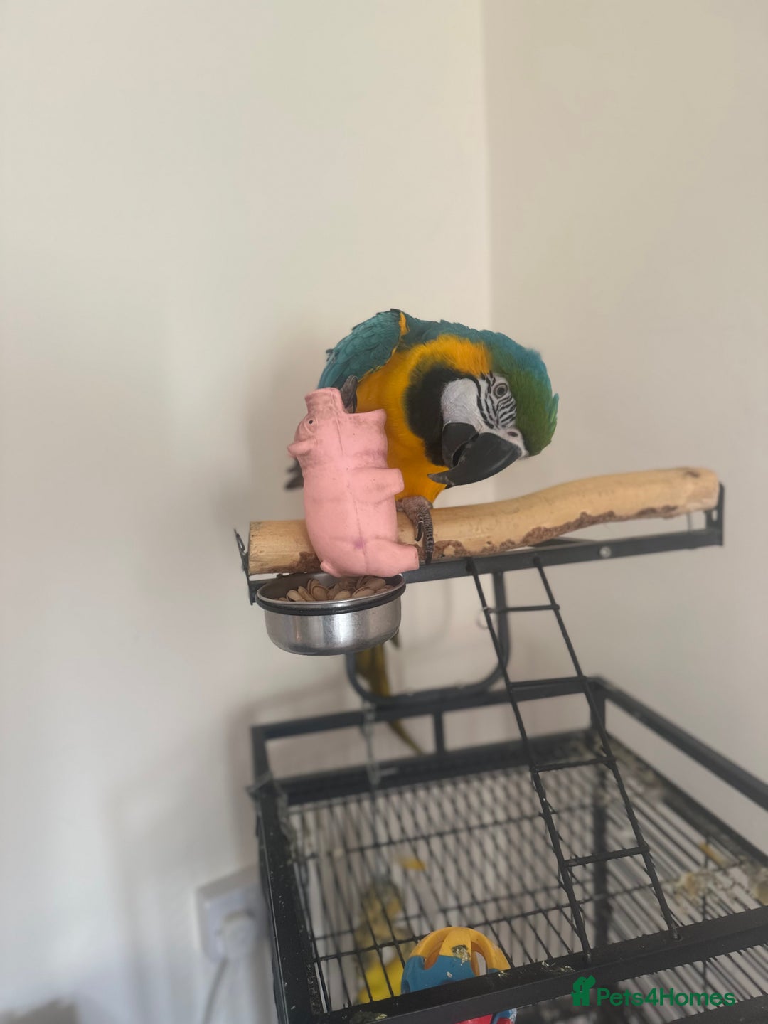 Macaws birds for sale: Blue and Gold Macaw - Image 3