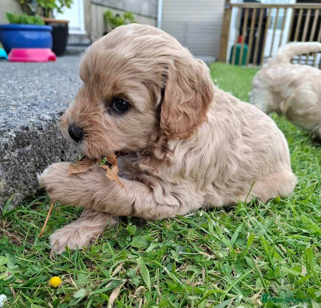Cavachon dogs for sale: Stunning Cavapoochon puppies, Family raised.  in Carmarthen - Advert 2