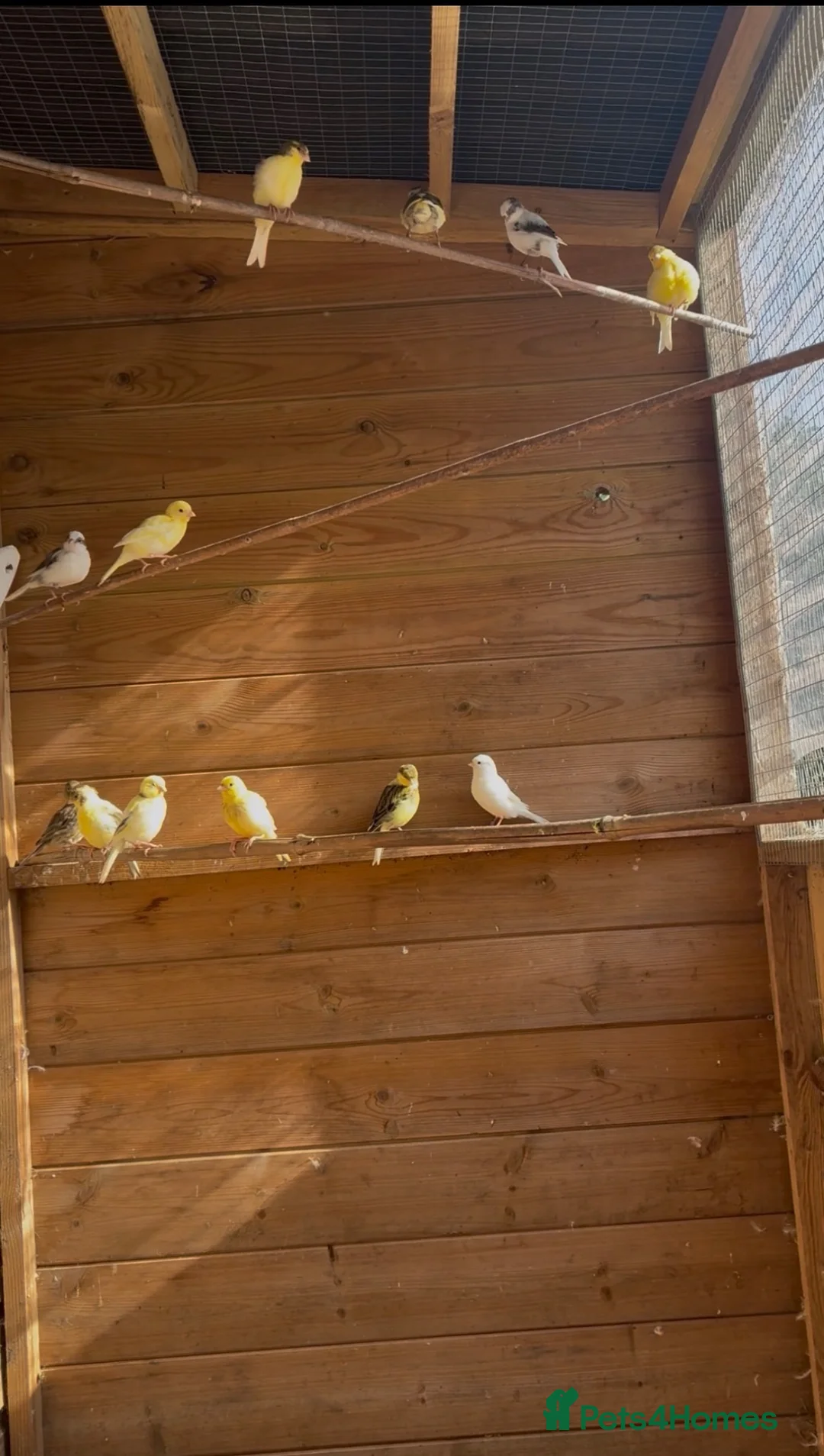 Canaries birds for sale: Fife canaries  - Advert 1