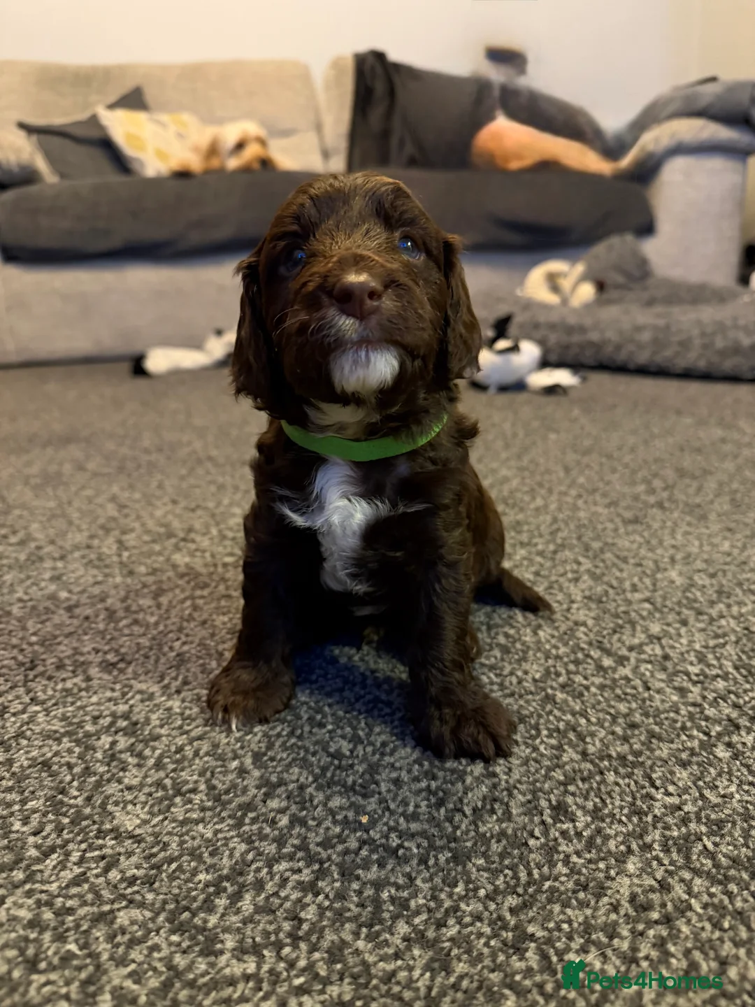 Cockapoo dogs for sale: Beautiful cockapoo puppies  - Advert 10