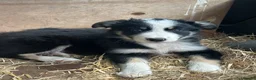Border Collie dogs for sale: Beautiful border collie puppies for sale  - Advert 4