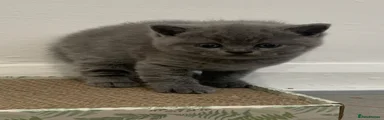 British Shorthair 3