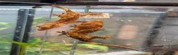 Gecko reptiles for sale: Crested Geckos  in Saint Leonards-on-sea - Advert 9