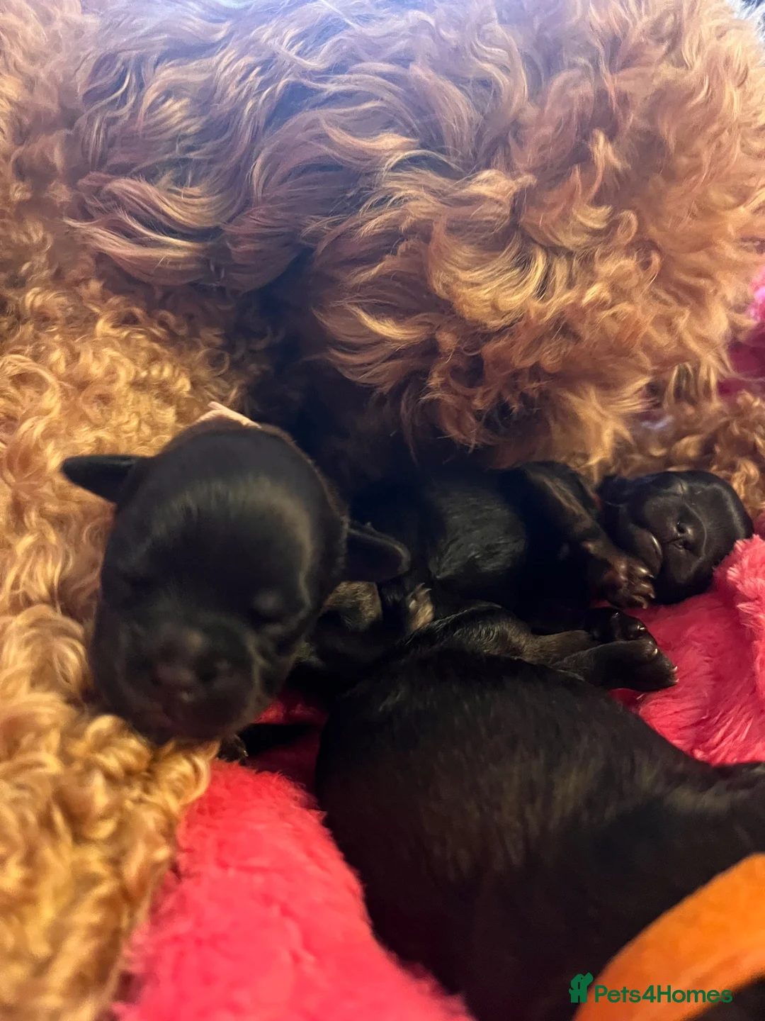 Mixed Breed dogs for sale: Cockerpoo x Brussels Griffon puppies - Advert 14