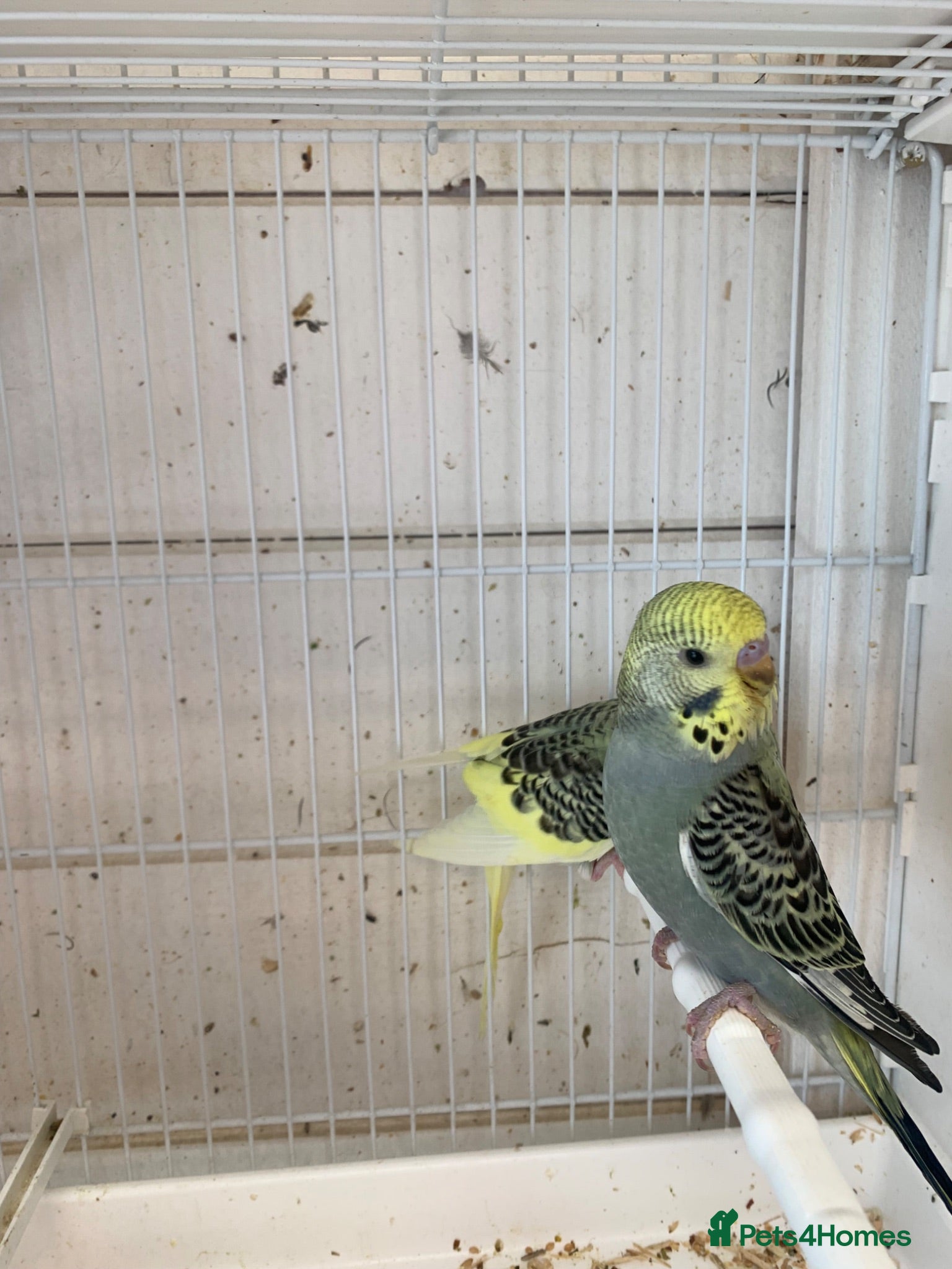 Budgerigars birds Budgies - Advert 1