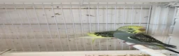 Budgerigars birds for sale: Budgies - Advert 1