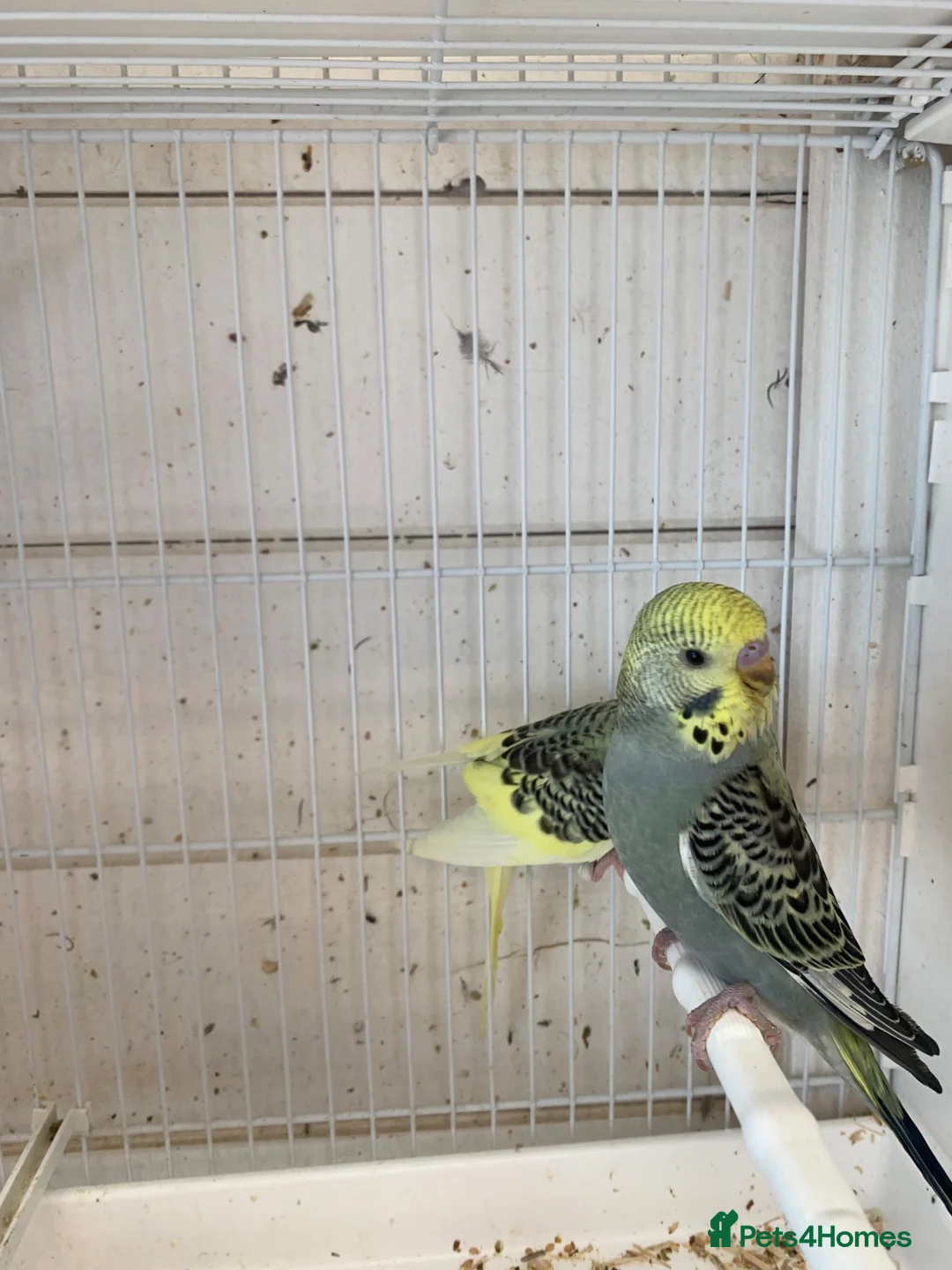 Budgerigars birds for sale: Budgies - Advert 1