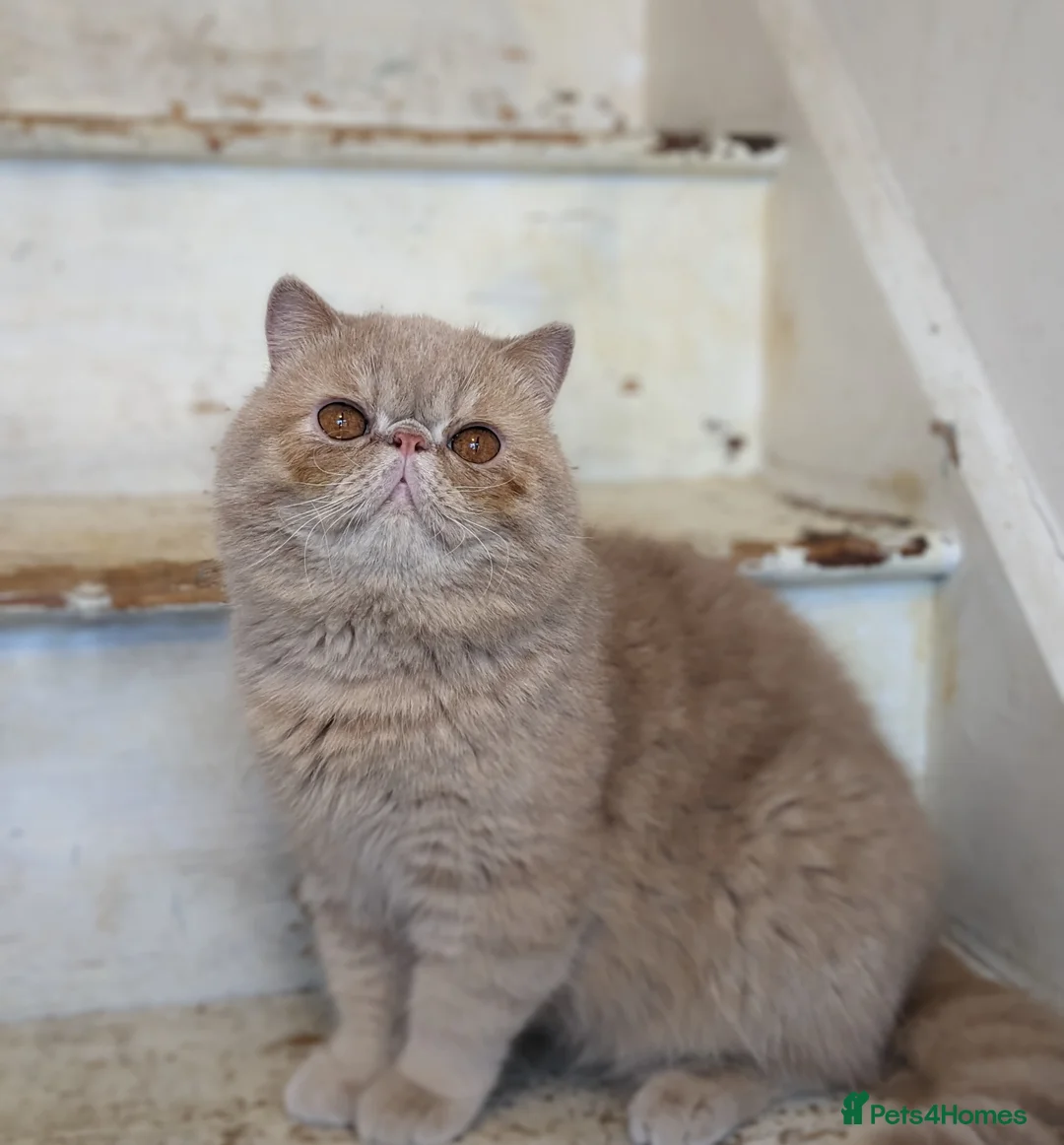 Exotic cats for stud: Fife champion 🏆 for stud  in Tadworth - Advert 3