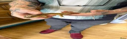 Skink reptiles for sale: Pair blue tongue and group Berber skinks  - Advert 5