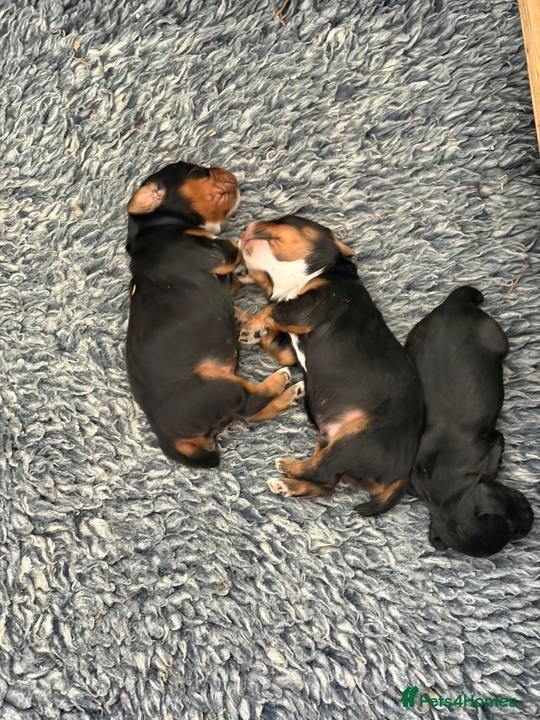 Cocker Spaniel dogs for sale: Cocker spaniel puppies  - Advert 1