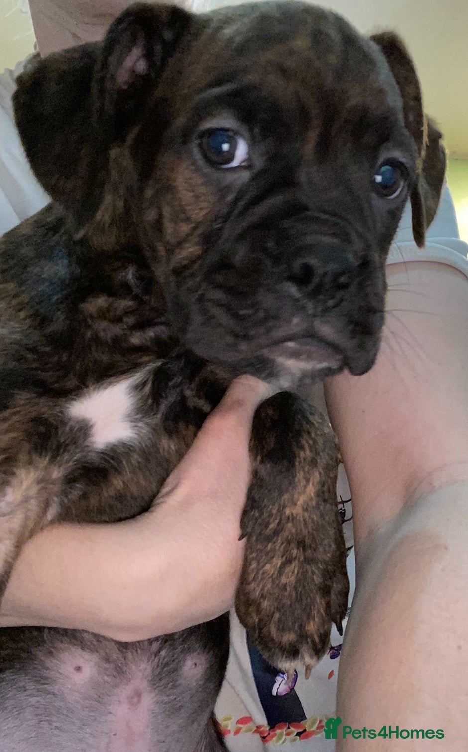 Mixed Breed dogs 🐾Boxer x mini boxer’s 2 left! Boy and girl 🤩🐶 - Advert 1