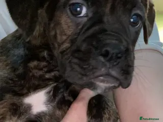 Mixed Breed dogs 🐾Boxer x mini boxer’s 2 left! Boy and girl 🤩🐶 - Advert 1