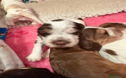 Cocker Spaniel dogs for sale: Kc registered show type cocker spaniel puppies - Image 12