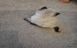 Ragdoll cats for sale: 1xmale 1xfemale ragdoll - Advert 8