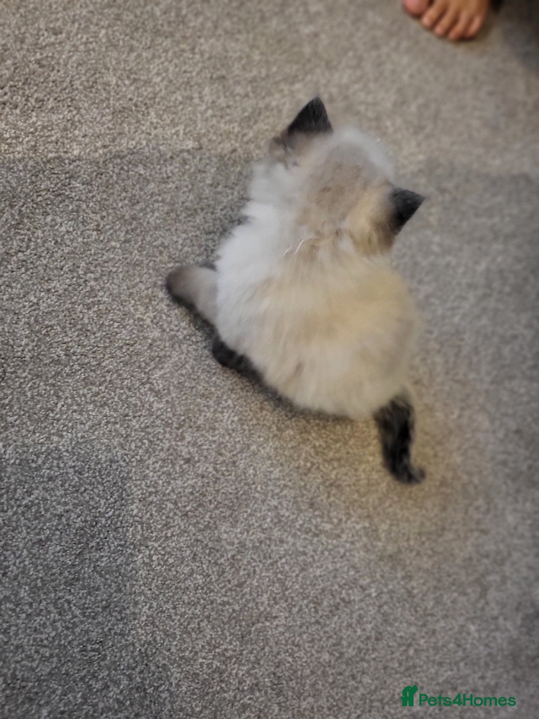 Ragdoll cats for sale: 1xmale 1xfemale ragdoll - Advert 8