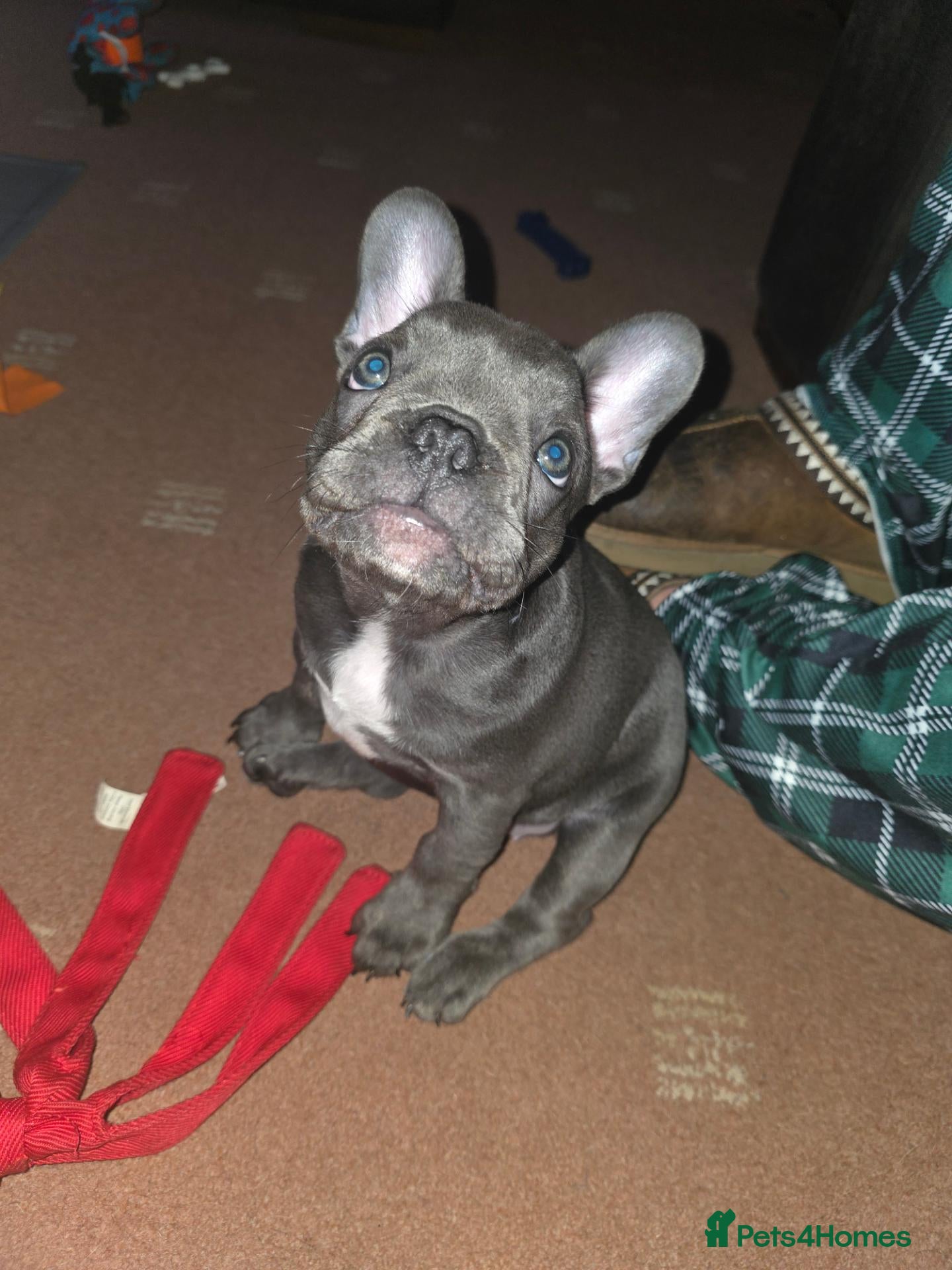 French Bulldog dogs 2 Beautiful KC registered girls - Advert 10