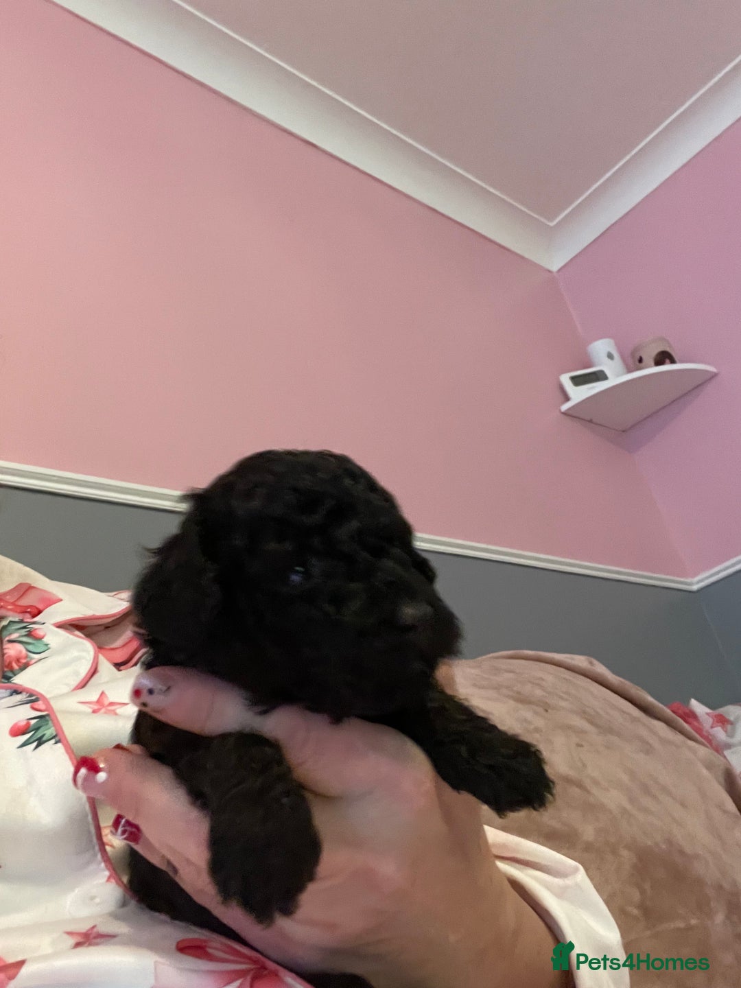 Toy Poodle dogs for sale: Stunning toy poodle puppies - Advert 15