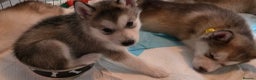 Utonagan dogs for sale: Malamute/Huskies  - Advert 9