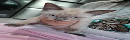 Mixed Breed cats for sale: Last boy ragdoll x sphynx  - Advert 14