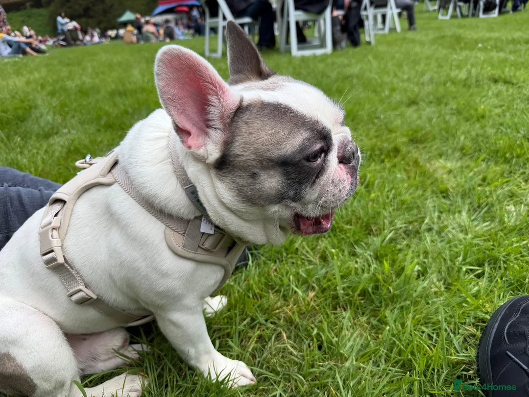 French Bulldog dogs for sale: Dre The frenchie in Knighton - Advert 2