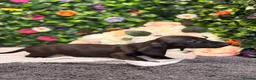 Dachshund dogs for sale: Standard Dachshund Puppies - READY NOW - Advert 4