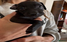 Italian Greyhound dogs for sale: Beautiful Italian Greyhound puppies for sale  - Image 8