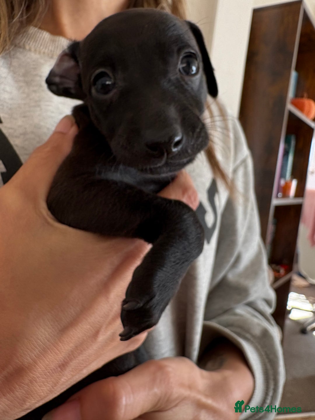 Italian Greyhound dogs for sale: Beautiful Italian Greyhound puppies for sale  - Image 8