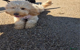 Cockapoo dogs for sale: 1 year old toy cockapoo - Advert 3