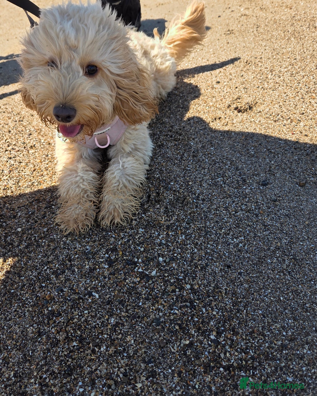 Cockapoo dogs for sale: 1 year old toy cockapoo - Advert 3