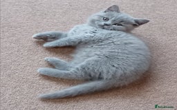British Shorthair cats for sale: Beautiful British short-hair kittens  - Image 3