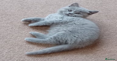 British Shorthair cats - Advert 9