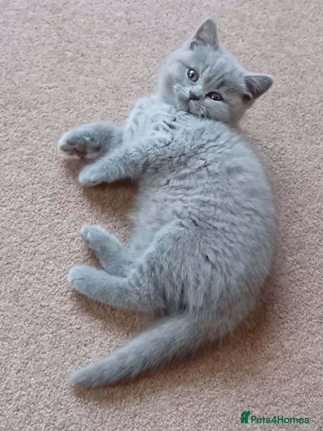 British Shorthair cats for sale: Beautiful British short-hair kittens  - Image 3