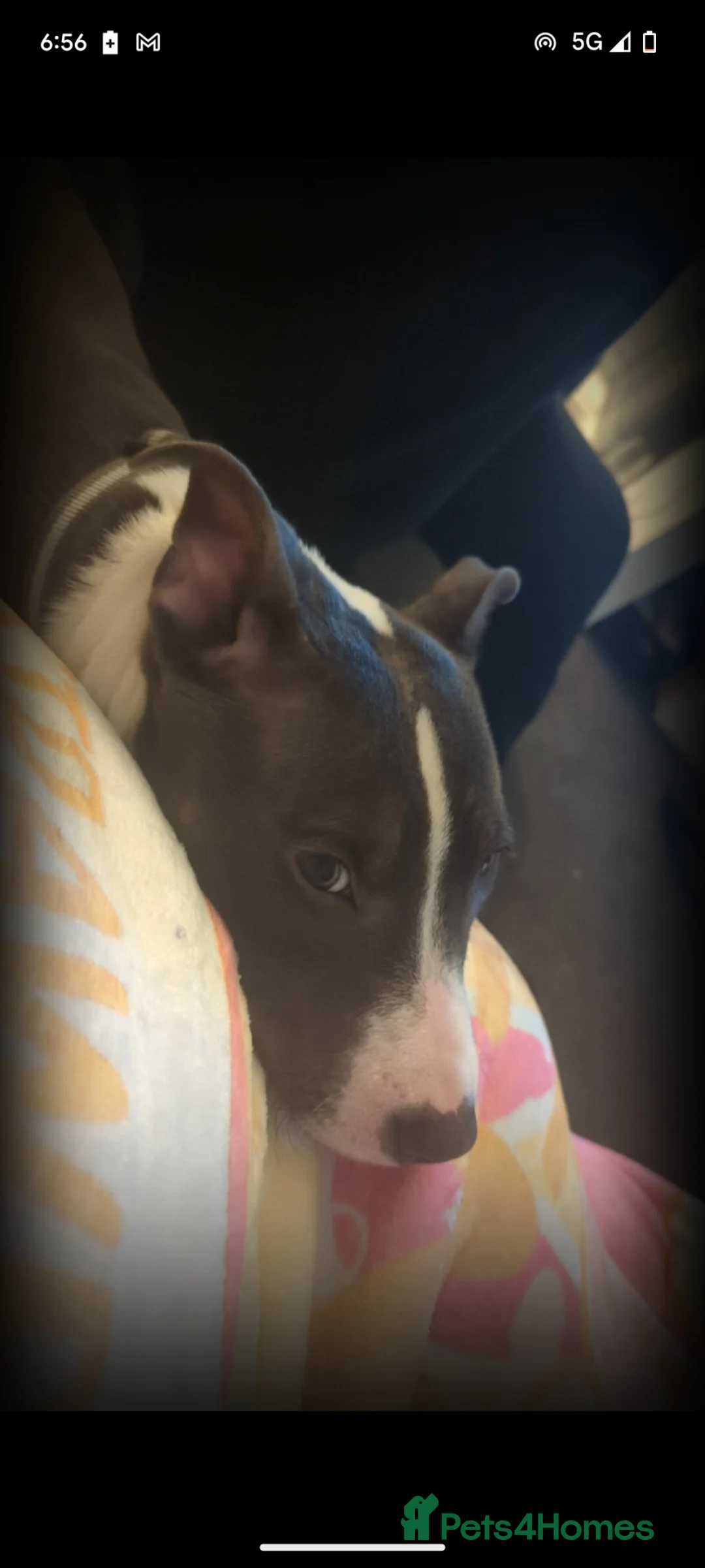 Mixed Breed dogs for sale: 2 Dogs for sale separate or together  in Dundee - Advert 6