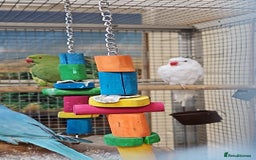 Parrots birds for sale: Stunning Birds/Parakeets/Parrots available  - Image 9