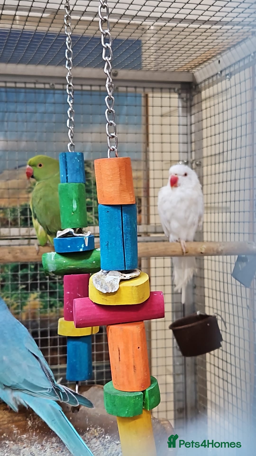 Parrots birds for sale: Stunning Birds/Parakeets/Parrots available  - Image 9