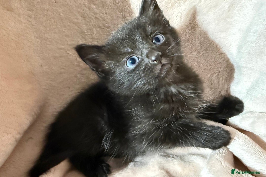 British Shorthair cats for sale: British shorthair kittens - Advert 10