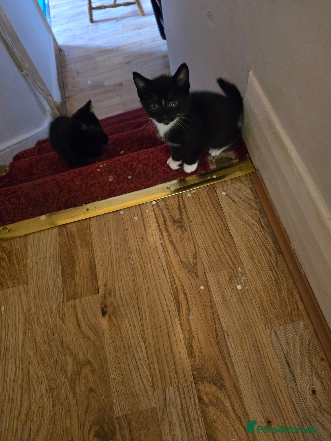 Mixed Breed cats for sale: 5 BEAUTIFUL KITTENS LOOKING NEW HOME  - Image 18