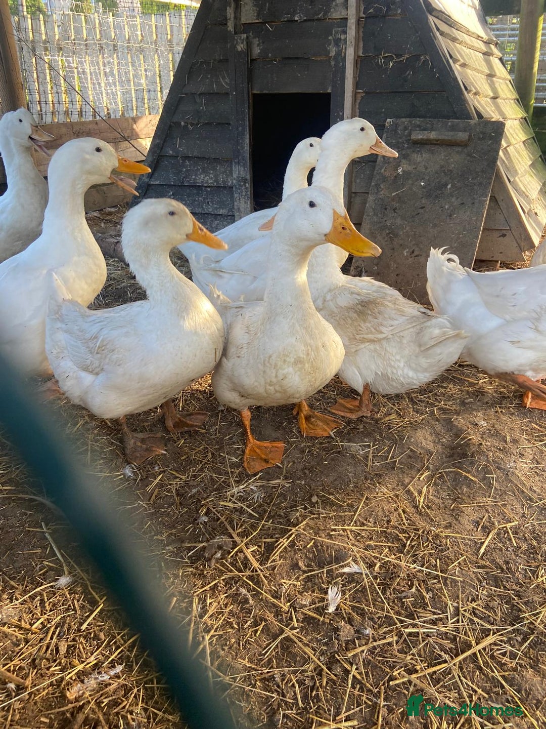 Ducks poultry for sale: Beautiful free range male ducks very friendly  - Image 2