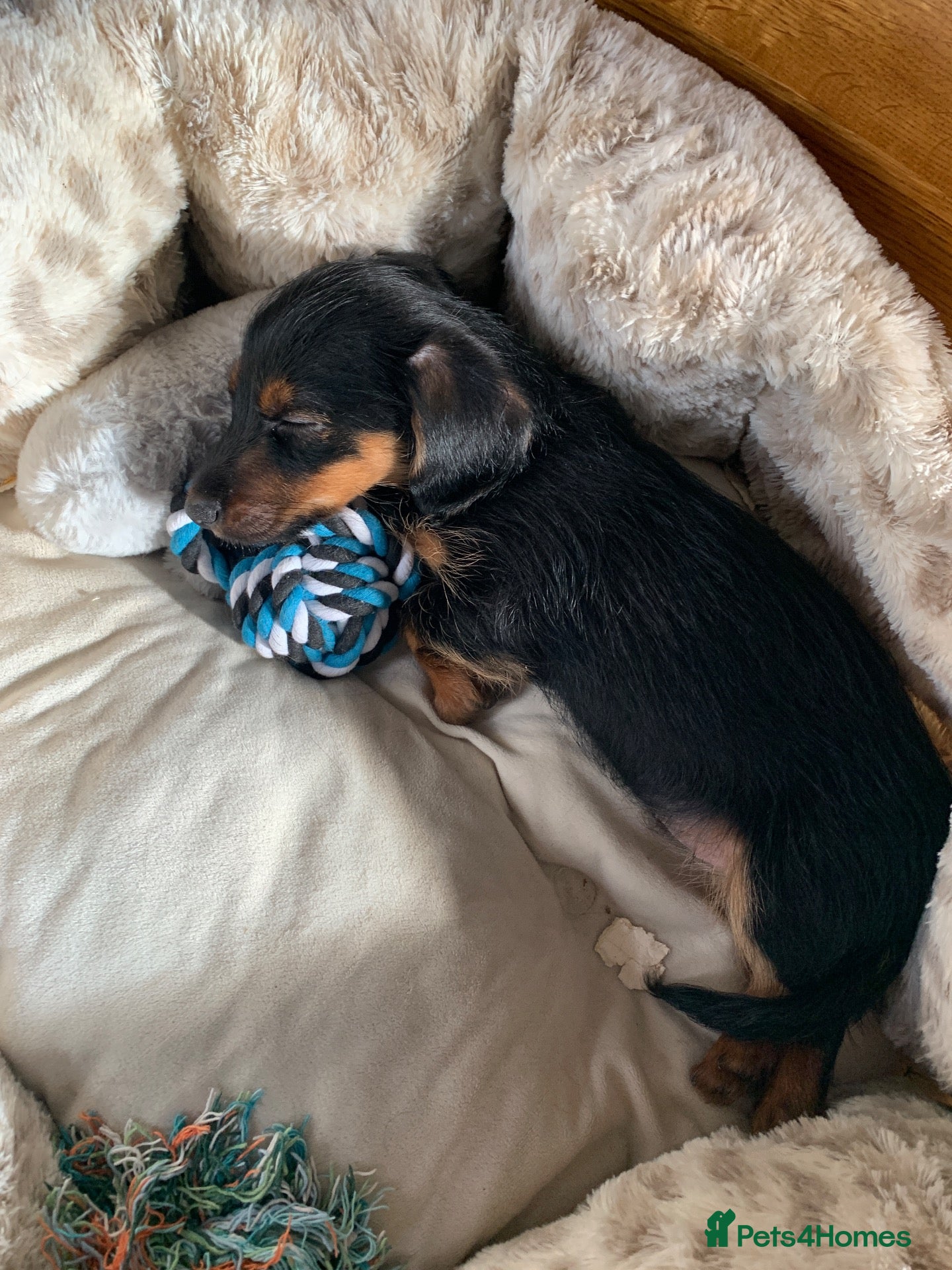 Mixed Breed dogs Dachshund x Yorkshire terrier BOY - Advert 2