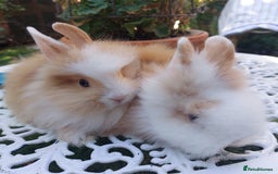 Lionhead rabbits for sale: PUREBRED DOUBLE/TEDDY LION HEAD BABIES  - Image 15