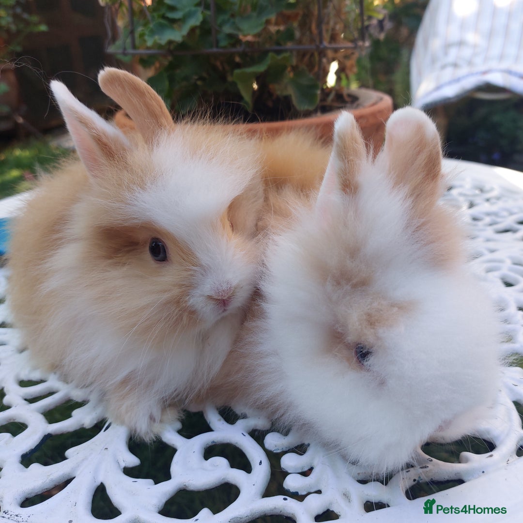 Lionhead rabbits for sale: PUREBRED DOUBLE/TEDDY LION HEAD BABIES  - Image 15