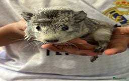 Guinea Pig rodents for sale: 3 male baby guinipigs  - Image 2